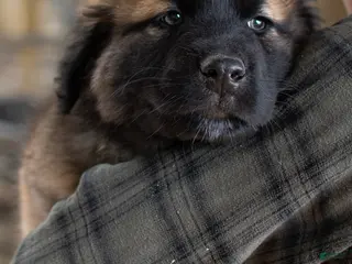 Estrela Mountain Dog dogs Archie "Truly Brave" - Ad 4