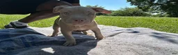 American Bully dogs for sale: American Bully 2 - Ad 4