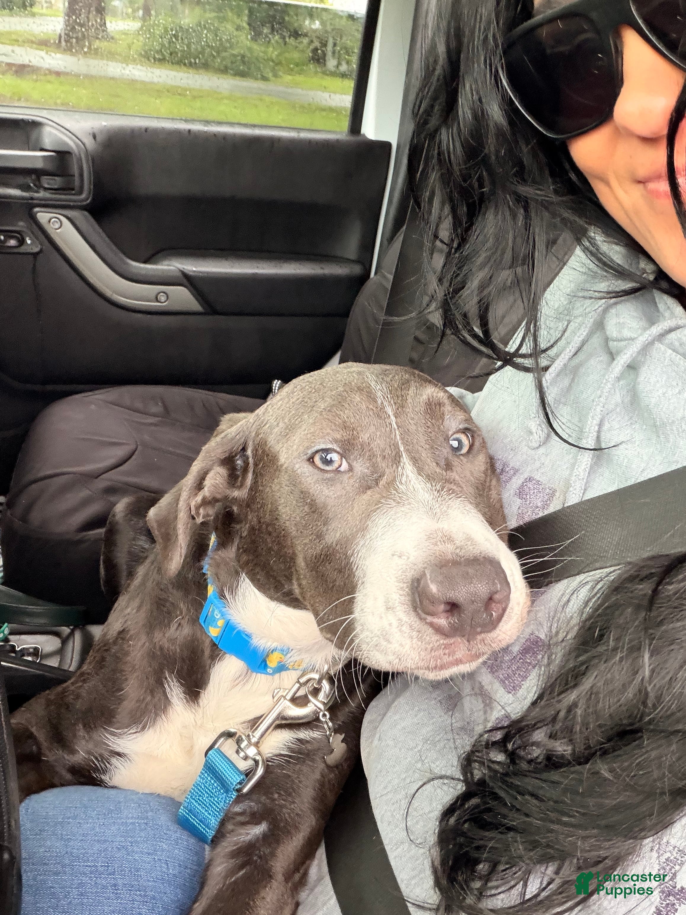 Mixed Breed dogs Prince - Ad 40