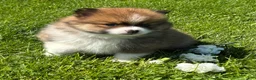 Pomeranian dogs for sale: Moppet - Ad 5