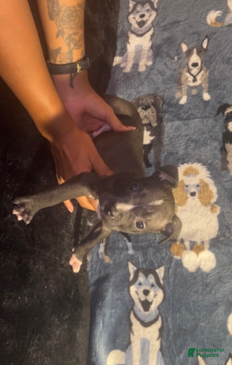 American Bully dogs Toby - Ad 1