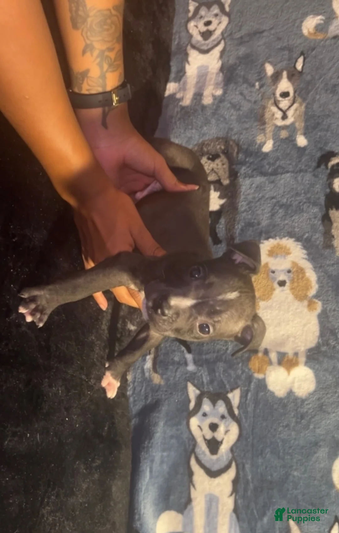 American Bully dogs for sale: Toby - Ad 1