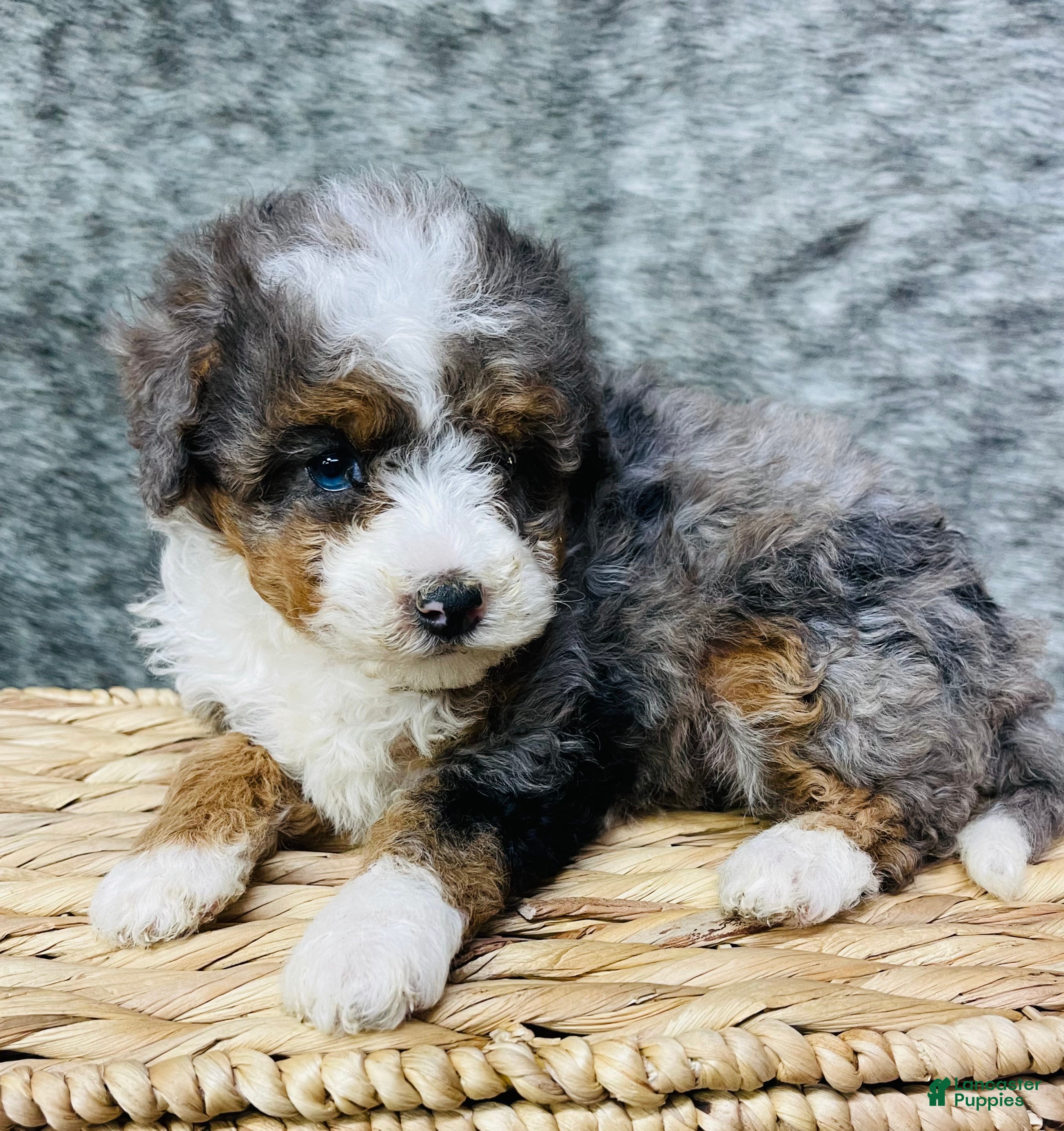 Mini Bernedoodle dogs Mini Bernedoodle "Tulip" blue eyed - Ad 2