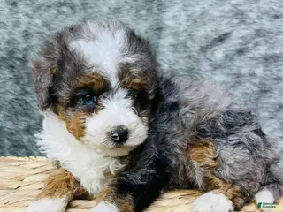 Mini Bernedoodle dogs Mini Bernedoodle "Tulip" blue eyed - Ad 2