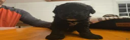 Mini Aussiedoodle dogs for sale: Caramel - Ad 19