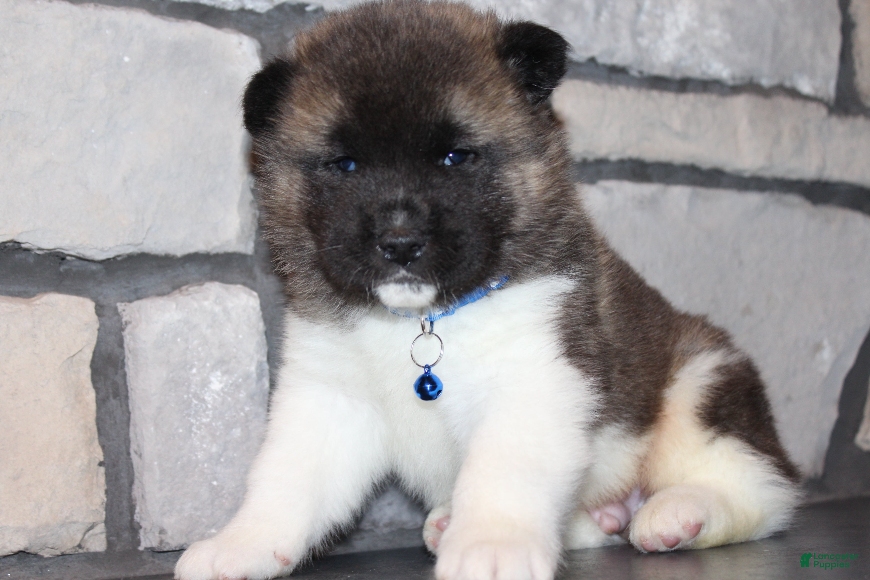 Akita dogs AKC Huey - Ad 1