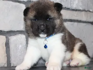 Akita dogs for sale: AKC Huey - Ad 1