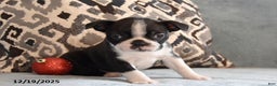 Boston Terrier dogs for sale: Leo - Ad 1