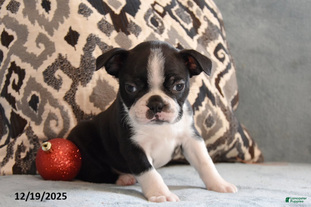 Boston Terrier dogs for sale: Leo - Ad 1