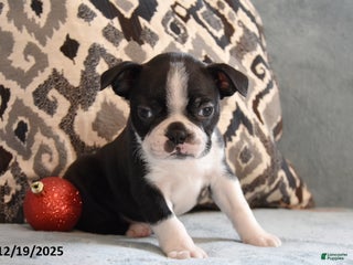 Boston Terrier dogs Leo - Ad 5