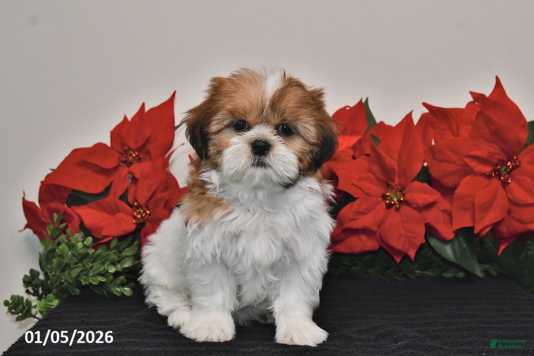 Shih Tzu dogs for sale: Rita - Ad 4