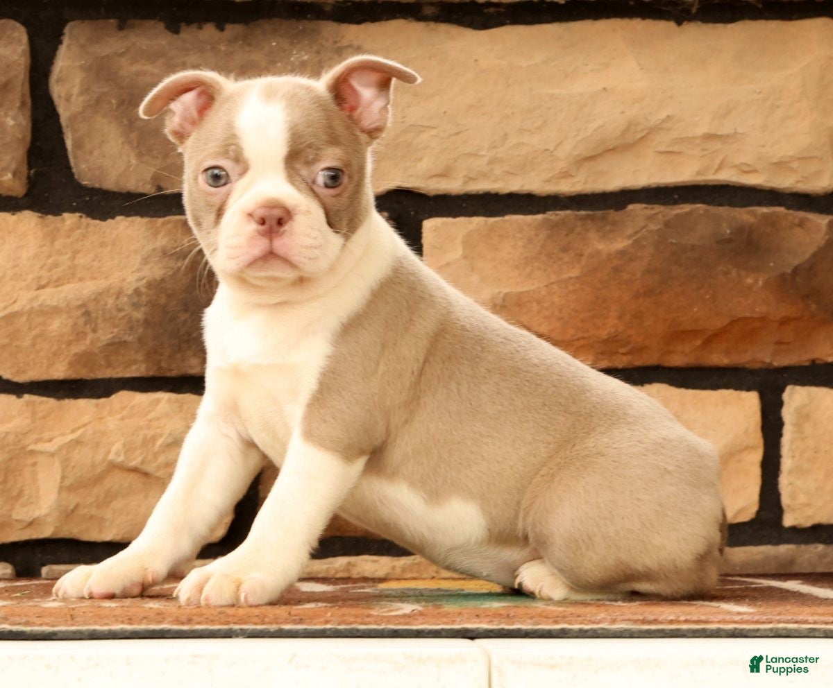 Boston Terrier dogs Cammie - Ad 2