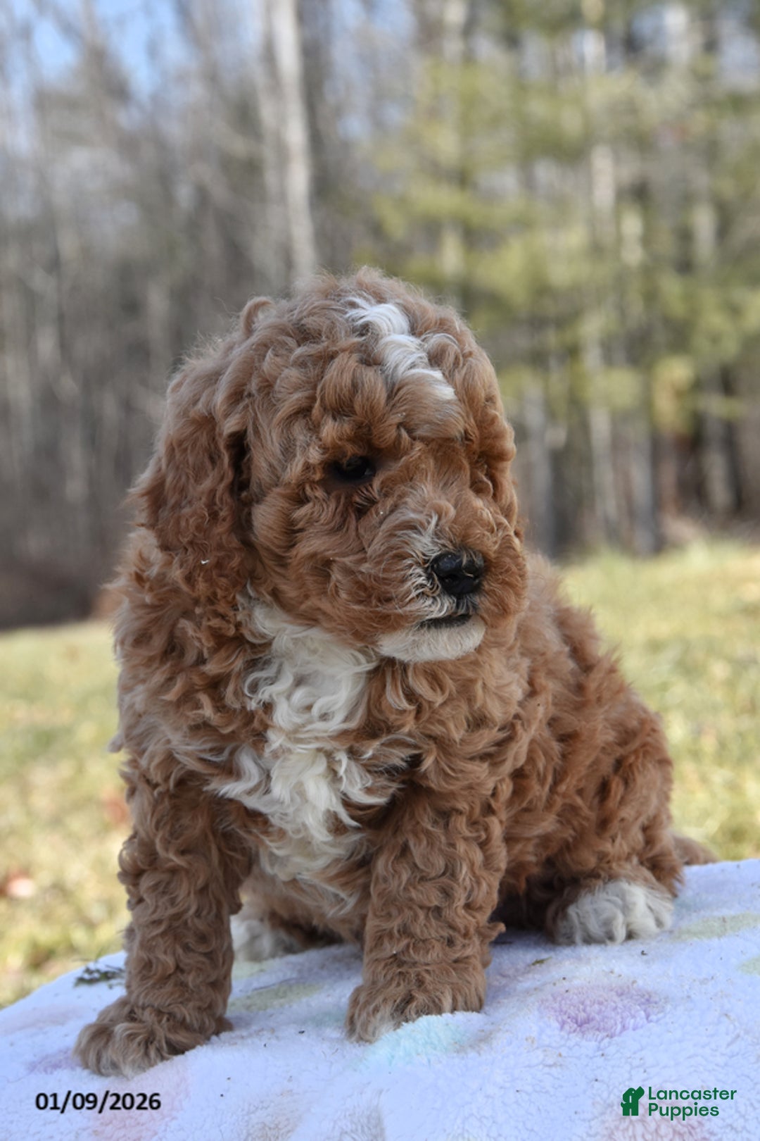 Miniature Poodle dogs for sale: Henry - Ad 2