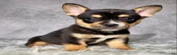 Mixed Breed dogs for sale: Miss Sadie  - Ad 14