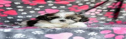 Shih Tzu dogs for sale: Molasses - Ad 5
