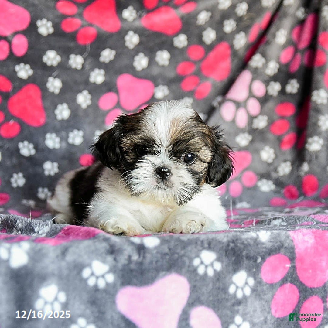 Shih Tzu dogs for sale: Molasses - Ad 5