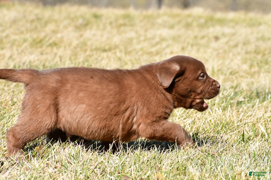 Labrador Retriever dogs for sale: Judson - Ad 2