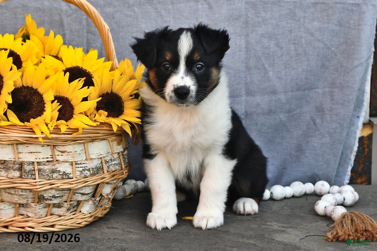 Australian Shepherd dogs Trixie - Ad 1