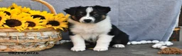 Australian Shepherd dogs for sale: Trixie - Ad 1