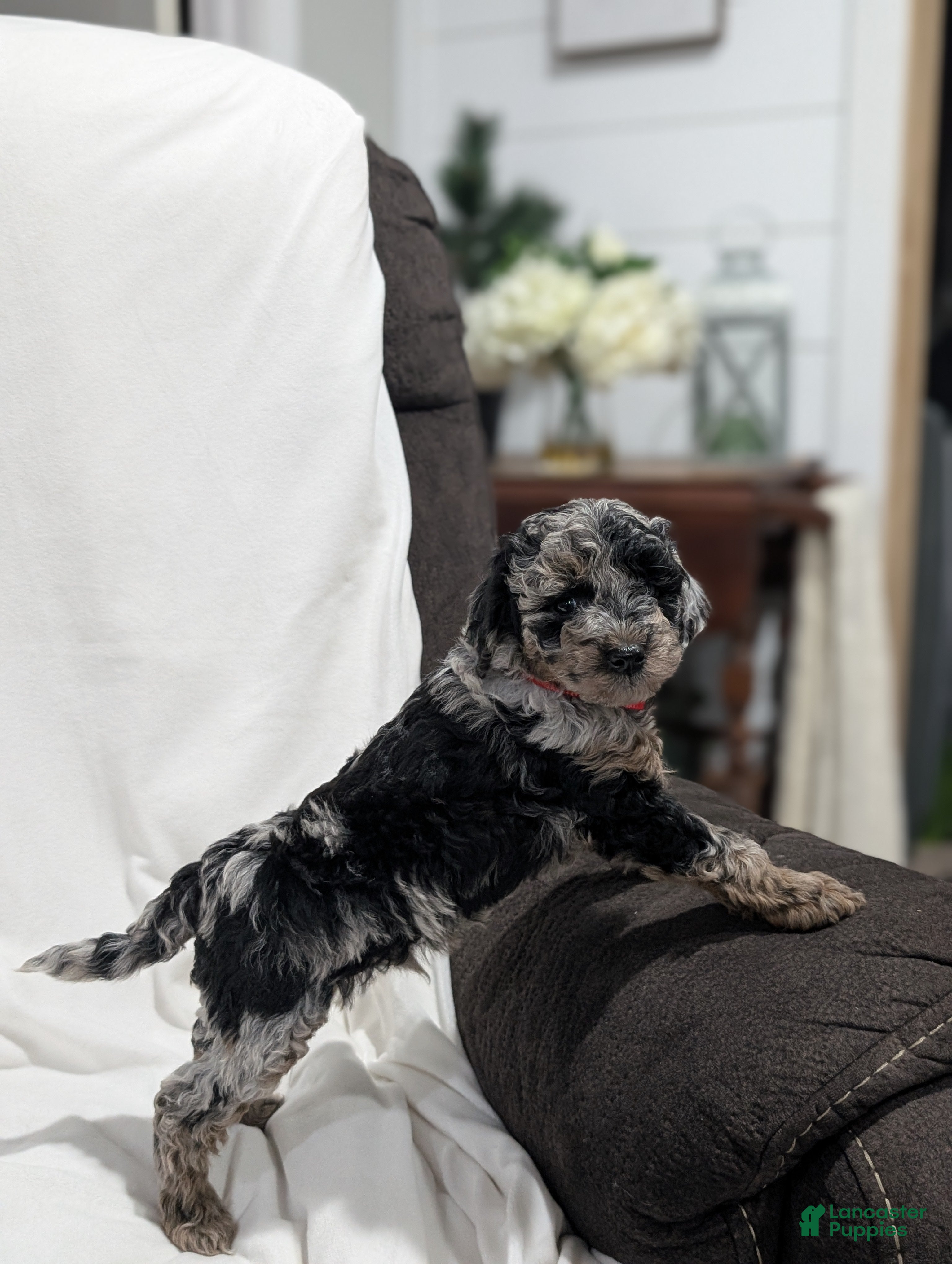 Mini Goldendoodle dogs Indy - Ad 2