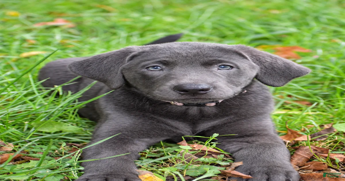 Small Labrador Retriever Puppies for sale | Lancaster Puppies