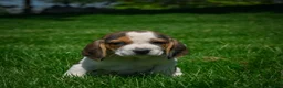 Beagle dogs for sale: Nicky - Ad 3