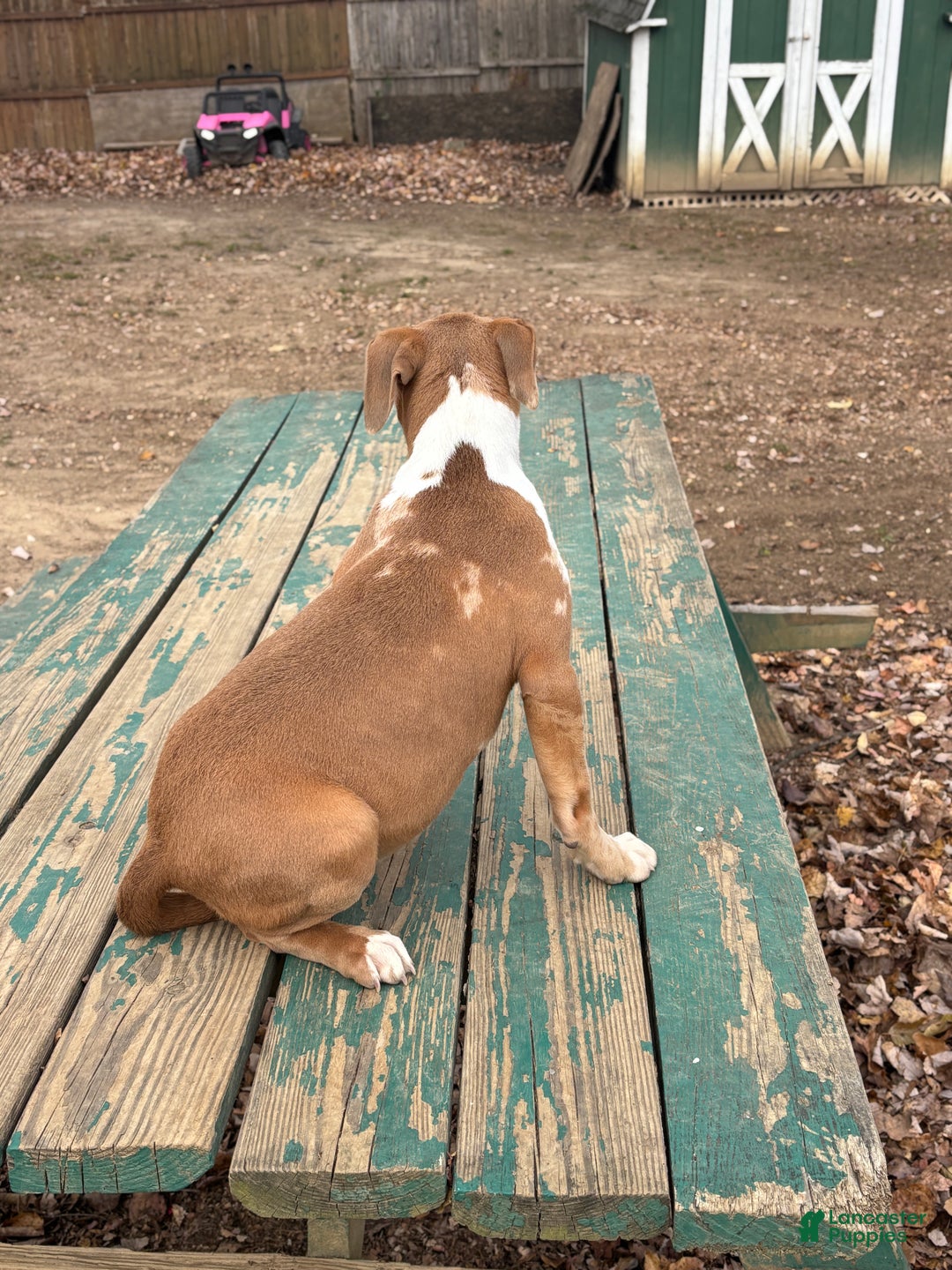 American Bully dogs for sale: Xena - Ad 3