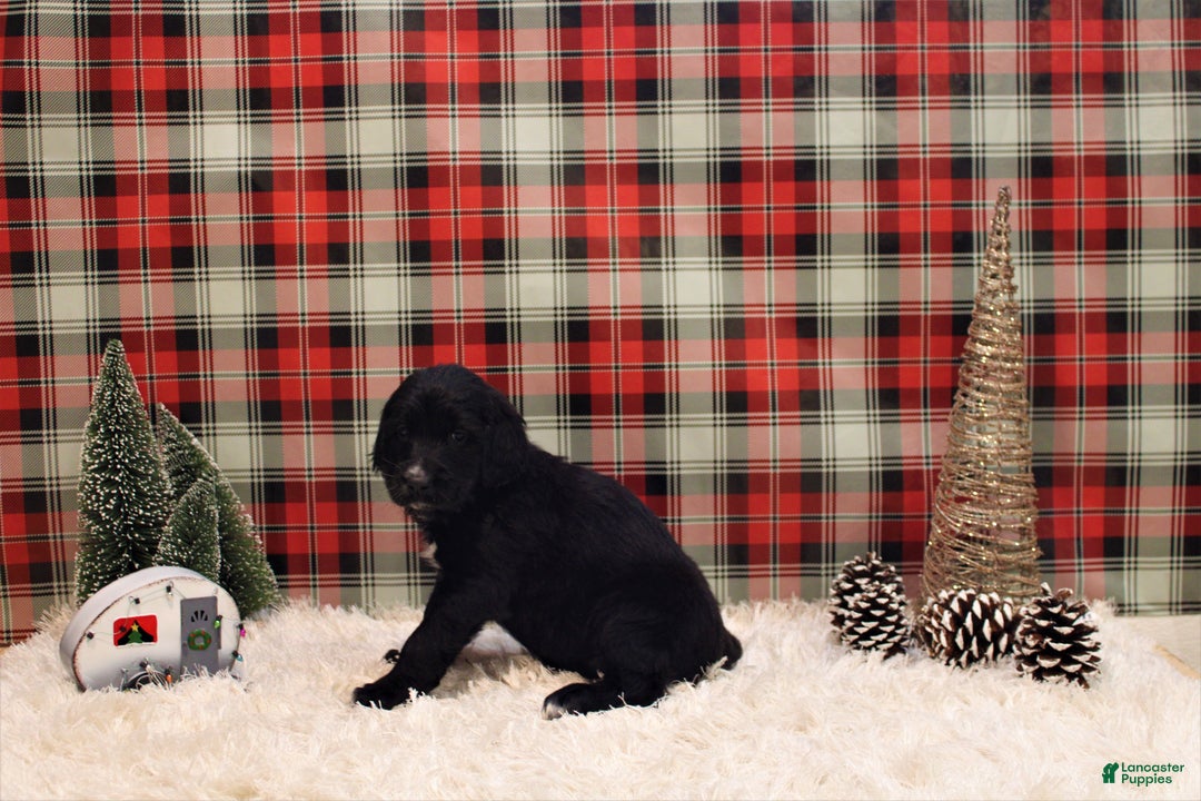 Mixed Breed dogs for sale: Kuiu - Ad 3