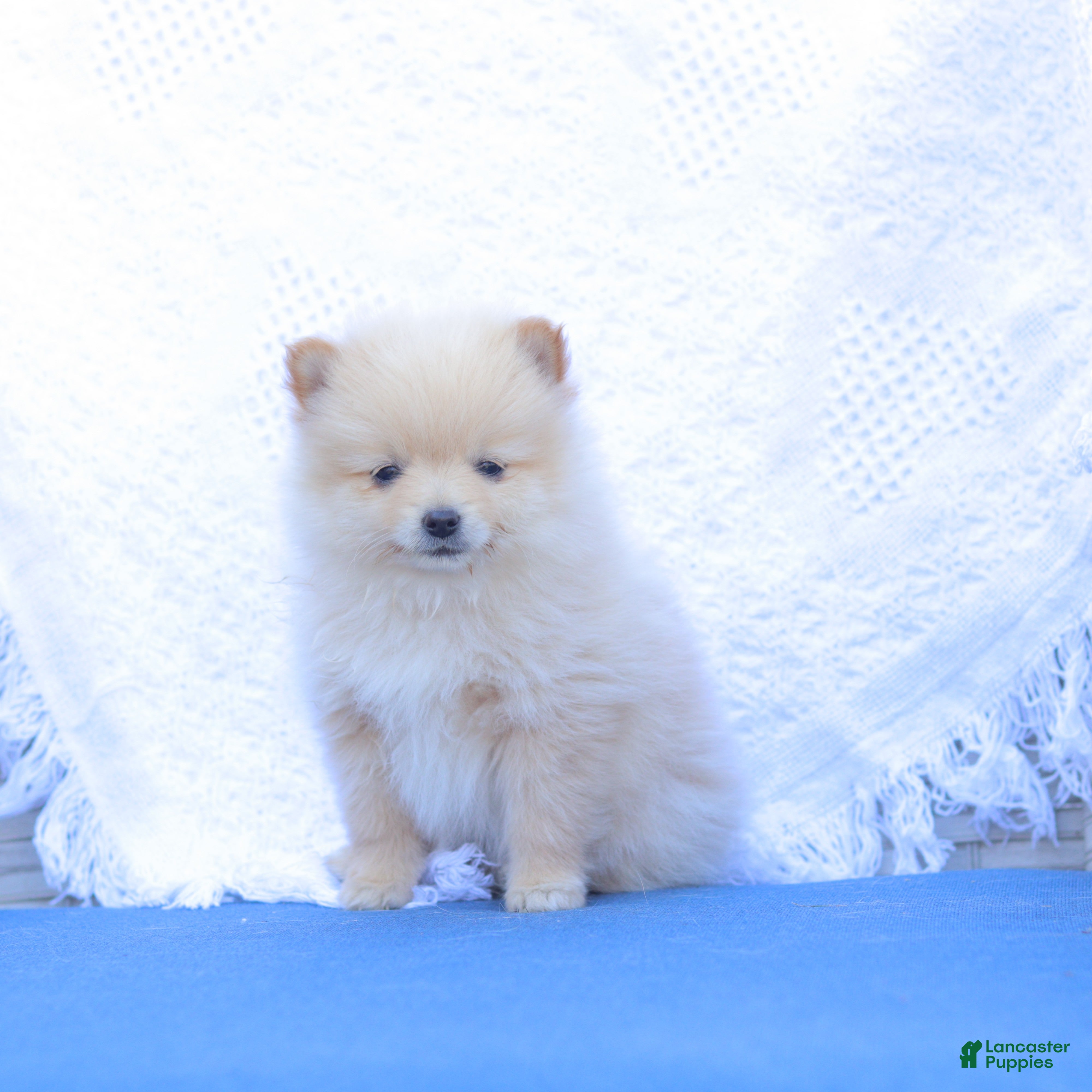 Pomeranian dogs Arthur - Ad 2