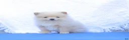 Pomeranian dogs for sale: Arthur - Ad 2