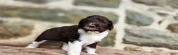 Portuguese Water Dog dogs for sale: Mary - Ad 6