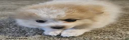 Pomeranian dogs for sale: Cassie   - Ad 6