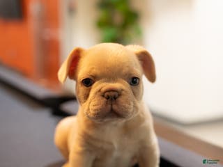 French Bulldog dogs Blu - Ad 19