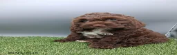 Cockapoo dogs for sale: Amber - Ad 3