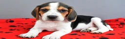 Beagle dogs for sale: Dash - Ad 1