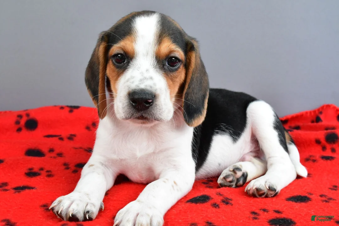 Beagle dogs for sale: Dash - Ad 1