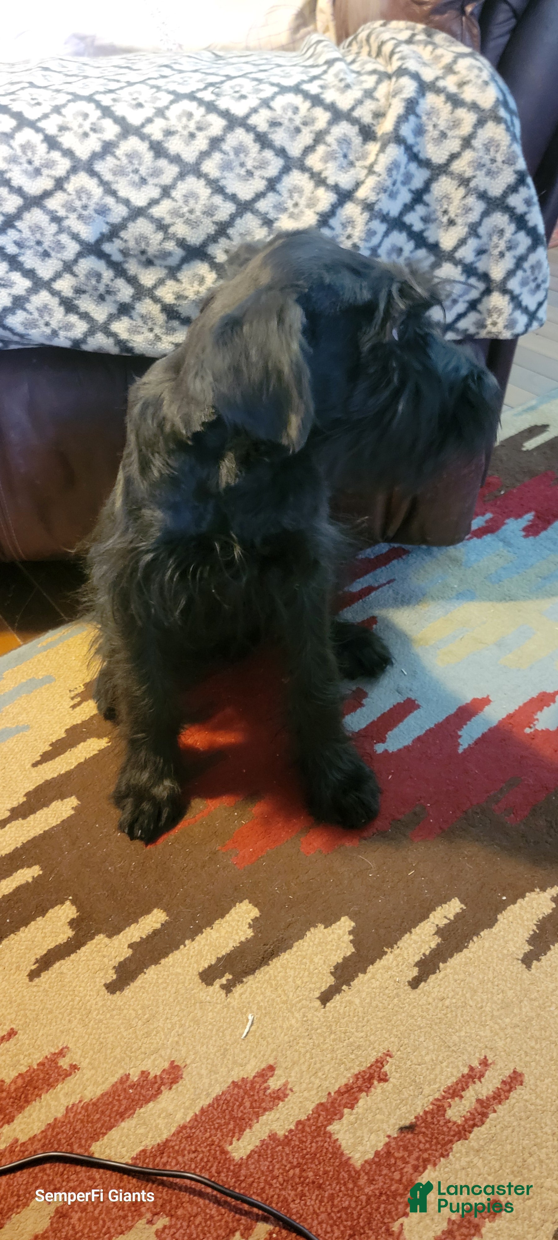 Giant Schnauzer dogs Giant Schnauzer Puppy 2 - Ad 39