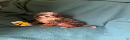 Cockapoo dogs for sale: Cockapoo 4 - Ad 5