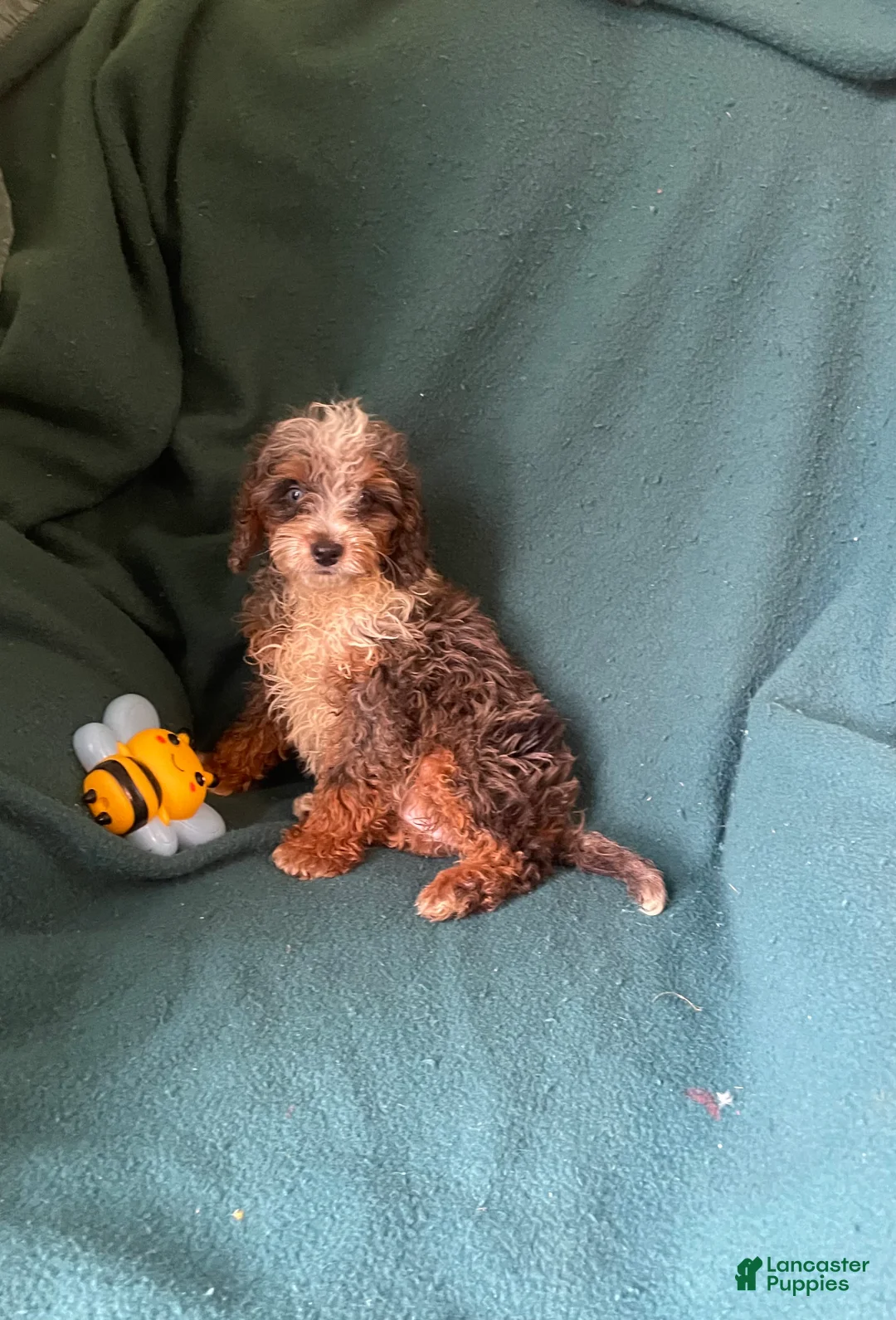 Cockapoo dogs for sale: Cockapoo 4 - Ad 5