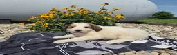 Mixed Breed dogs for sale: Letty - Ad 5