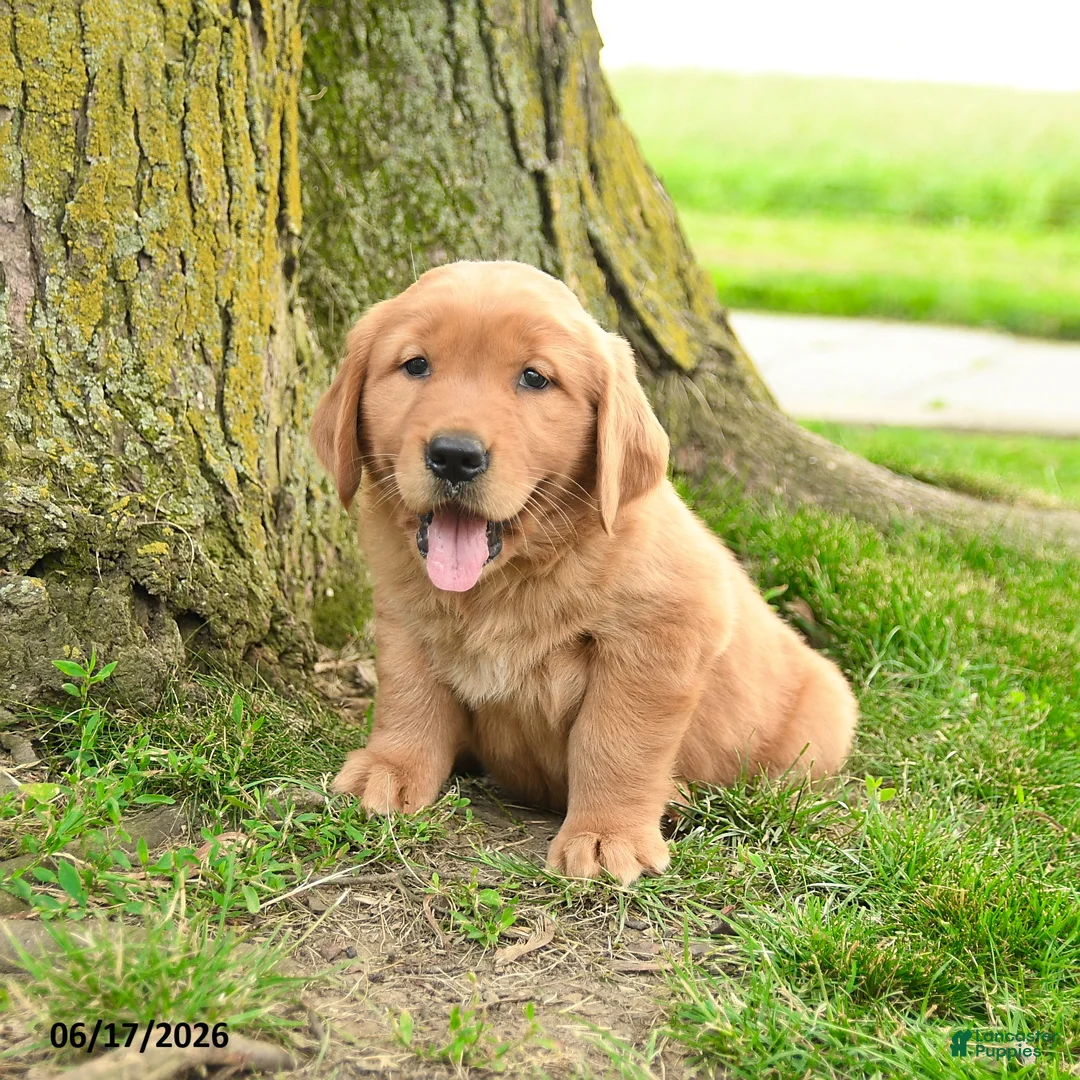 Golden Retriever dogs for sale: Primrose - Ad 2