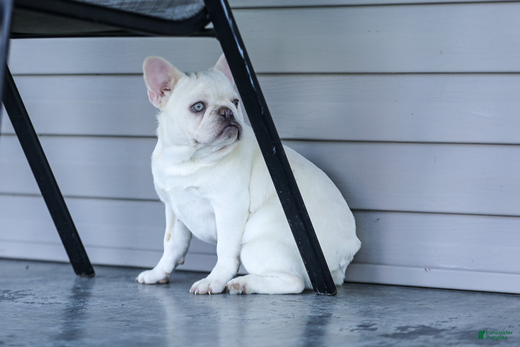 French Bulldog dogs Dora - Ad 2