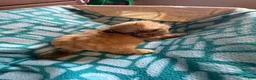 Shih Tzu dogs for sale: Caramel  - Ad 6