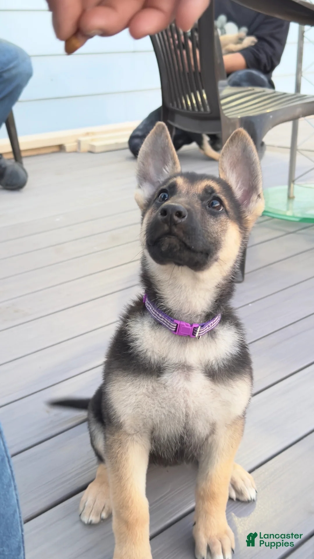 German Shepherd dogs for sale: Helena  - Ad 8