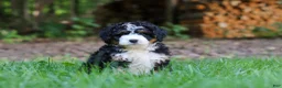 Mini Bernedoodle dogs for sale: Hershey - Ad 5
