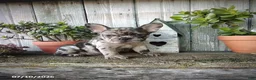 French Bulldog dogs for sale: Daisy - Ad 5