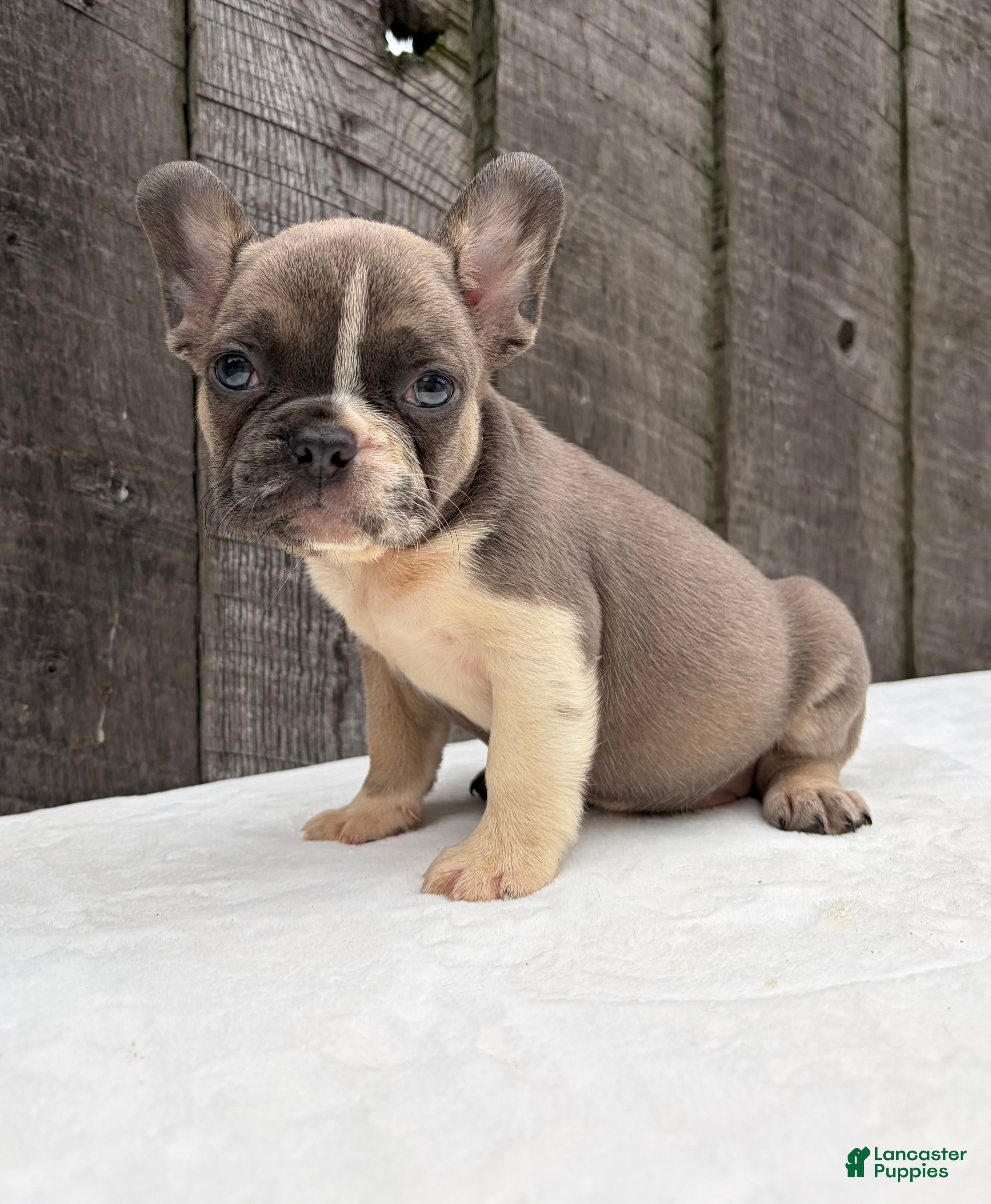 French Bulldog dogs Rowen - Ad 2