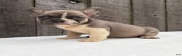 French Bulldog dogs for sale: Rowen - Ad 2