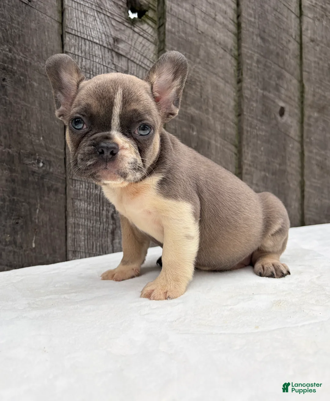 French Bulldog dogs for sale: Rowen - Ad 2
