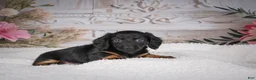 Miniature Dachshund dogs for sale: AKC-Mary - Ad 9